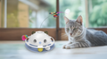 PawsPik 4-in-1 Interactive Cat Toy
